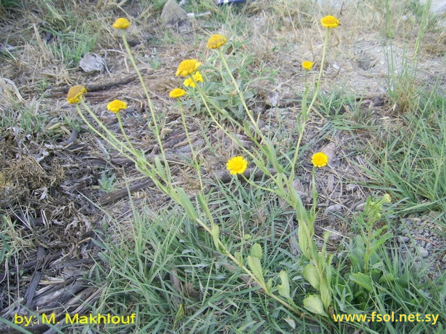 Coleostephus myconis (L.) Rchb.f.